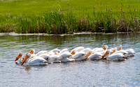 A Raft of Pelicans