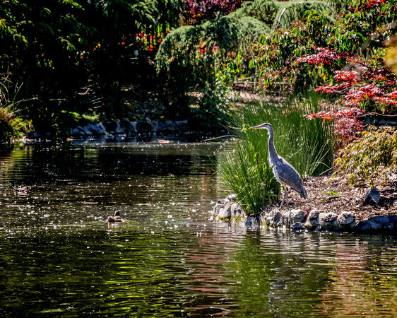 GBH in Beacon Hill Park