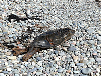 Ah, nothing more than a dead seal washed up on the beach.