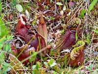 Pitcher Plant - French Mountain Bog