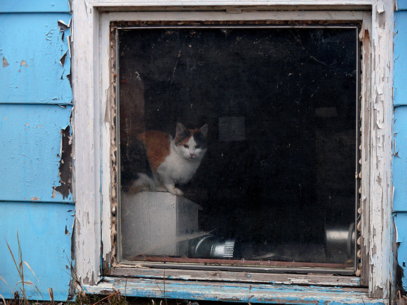 Cat in Window