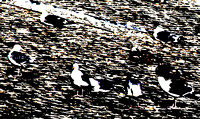Gulls on shingles