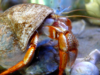 Irving Eco-Centre - the Dunes of Bouctouche - Aquarium - Hermit crab