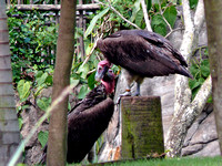 Lappet-Faced Vulture