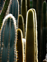 Don Vitko Cactus Collection