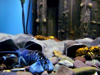 Aquarium - Shippagan - blue and yellow lobsters