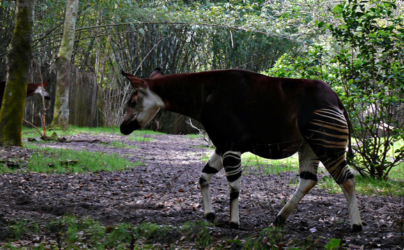 Okapi - more closely related to giraffe than zebra, despite the stripes