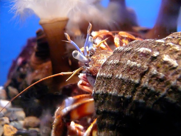 Aquarium - Shippagan - Hermit crab