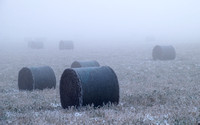 Field of Fog and Frost