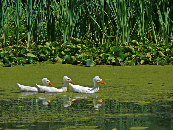 Ducks at Grand-Pré