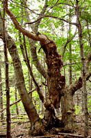 MacIntosh Brook Trail - gnarly tree
