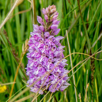 Heath Spotted Orchid / Cearc Breac / Dactylorhiza maculata