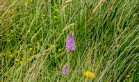 Heath Spotted Orchid / Cearc Breac / Dactylorhiza maculata