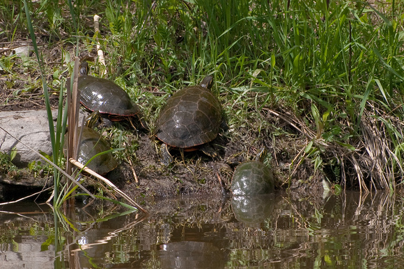 Painted Turtle Family!