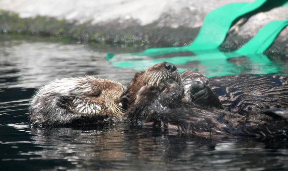Otter Love (pun left as an exercise to the reader)
