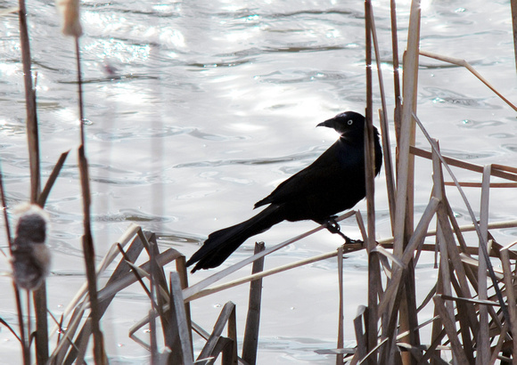 Mean-eyed Blackbird