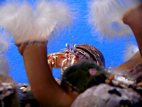 Aquarium - Shippagan - Hermit crab