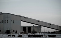 Industrial Cattle #1