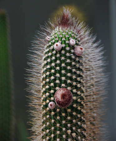 Don Vitko Cactus Collection