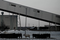 Industrial Cattle #2